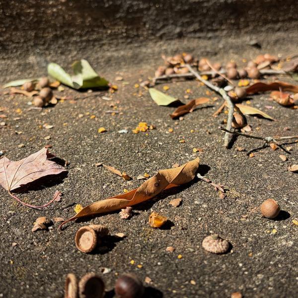 leaves and acorns against a curb